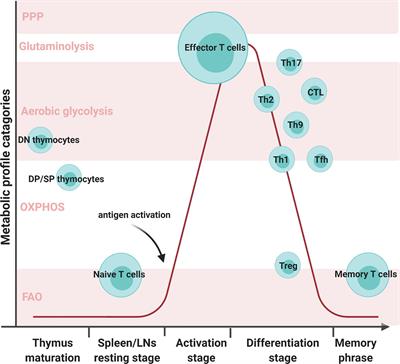 Metabolic Reprogramming and Reactive Oxygen Species in T Cell Immunity